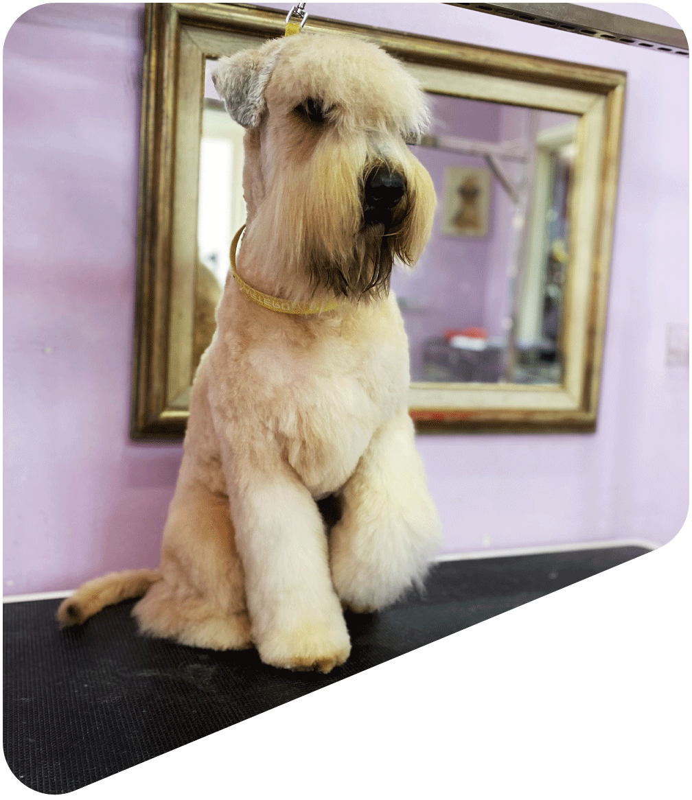 Pet-Shop1-hero