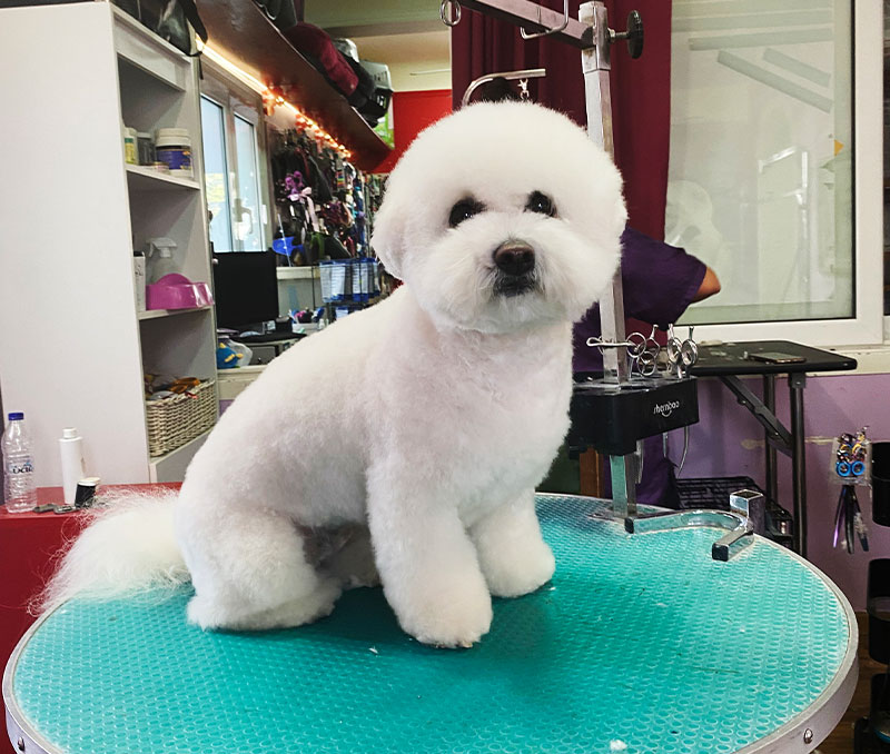 pet-shop5